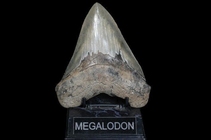 Serrated, Megalodon Tooth - Georgia #69758